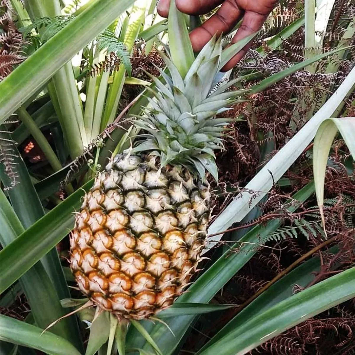 Produktbild 5